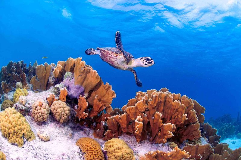 The Caribbean Island Where Every Shore Meets a Reef