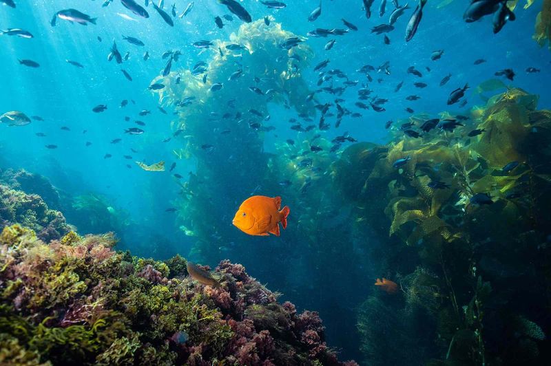 The Island Where Kelp Forests Rise Like Cathedrals