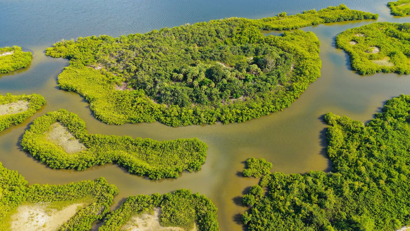 A Mangrove Refuge Where Thousands of Birds Return Each Night