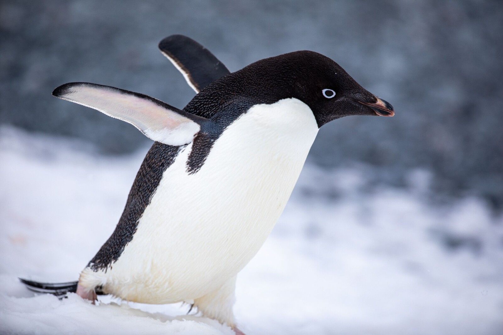 Flatpak's Systemd Dependency Could Strand Dozens of Linux Distributions