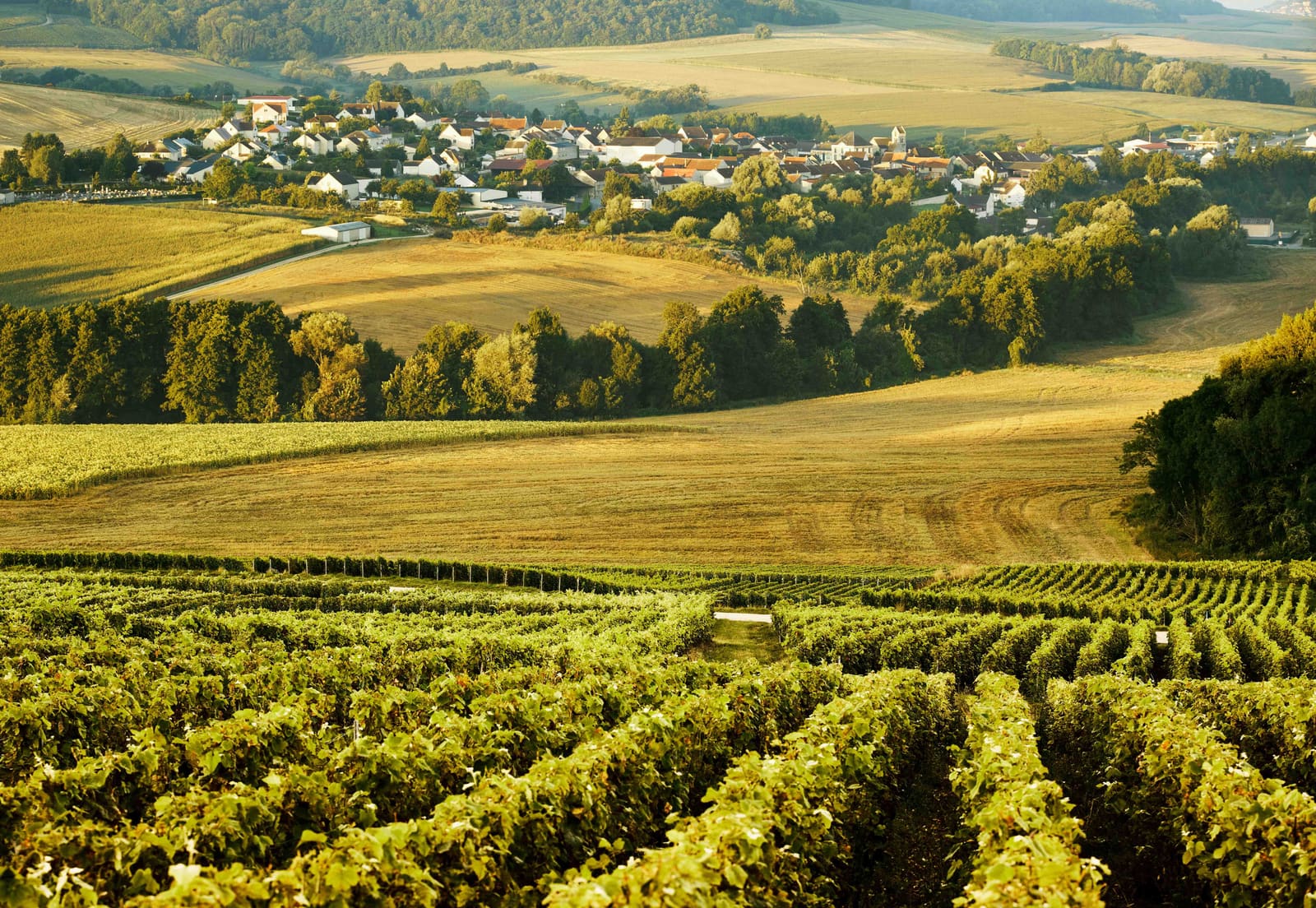 Learning to Taste Memory in the Cellars of Champagne
