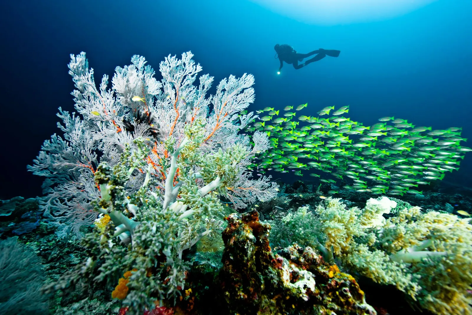 Raja Ampat, Indonesia: The Last Paradise For Ocean Lovers
