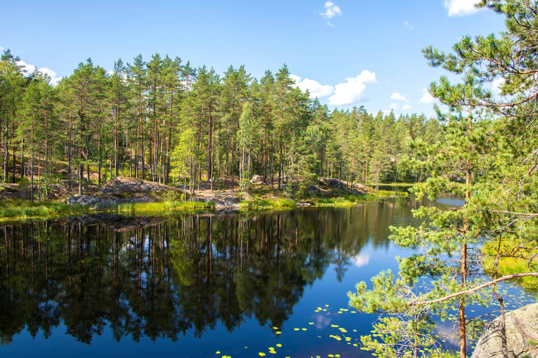 Forest Immersion: Destinations Rooted In Nature And Stillness