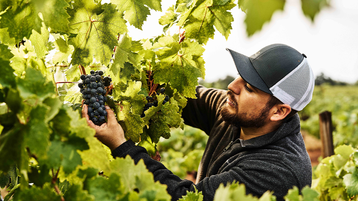When a Historic Vineyard Decides to Bottle Its Own Legend