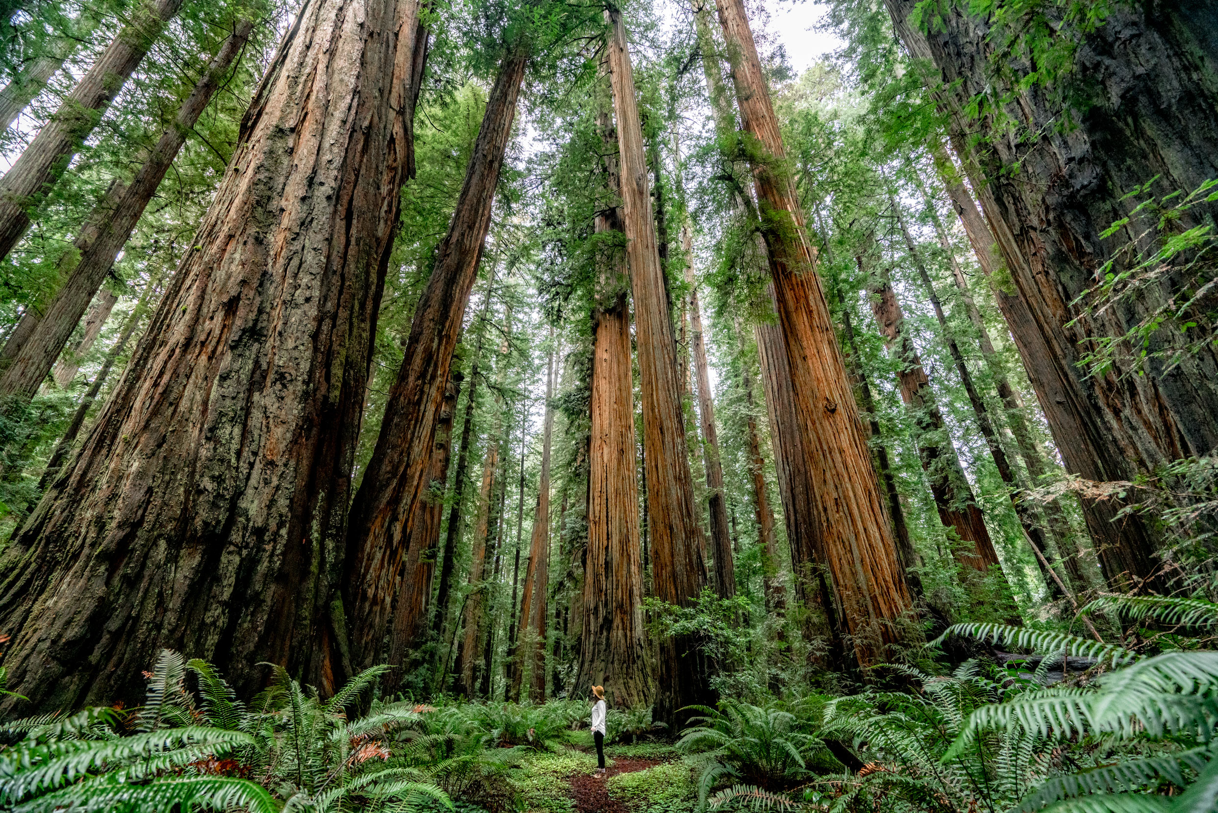 Forest Immersion: Destinations Rooted In Nature And Stillness