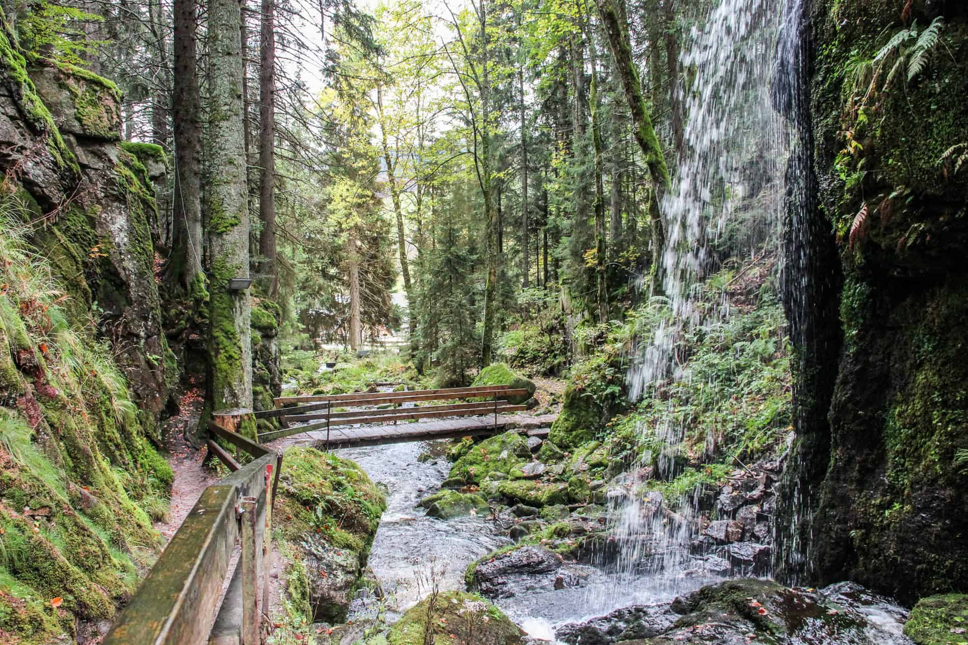 Forest Immersion: Destinations Rooted In Nature And Stillness