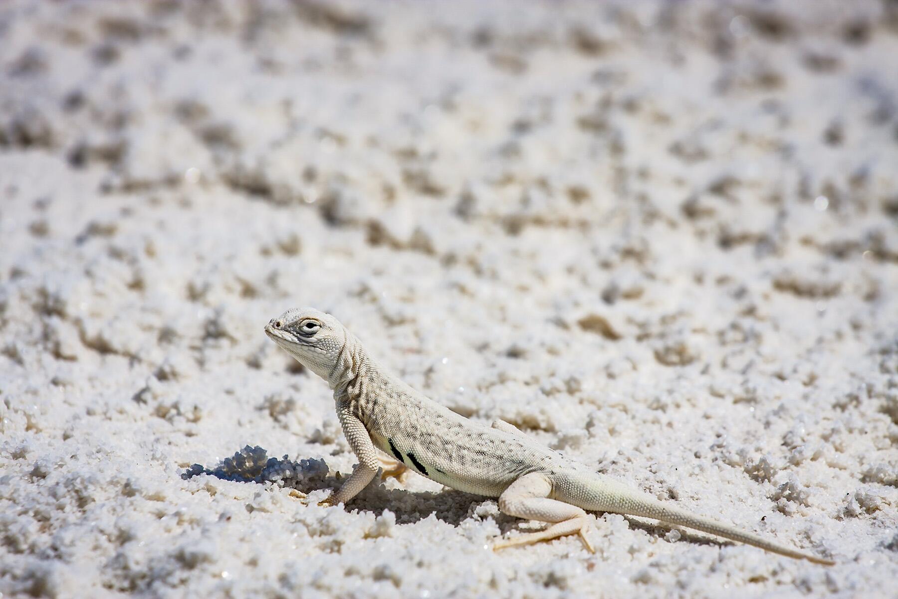 White Sands National Park, USA: A Minimalist Landscape In Motion
