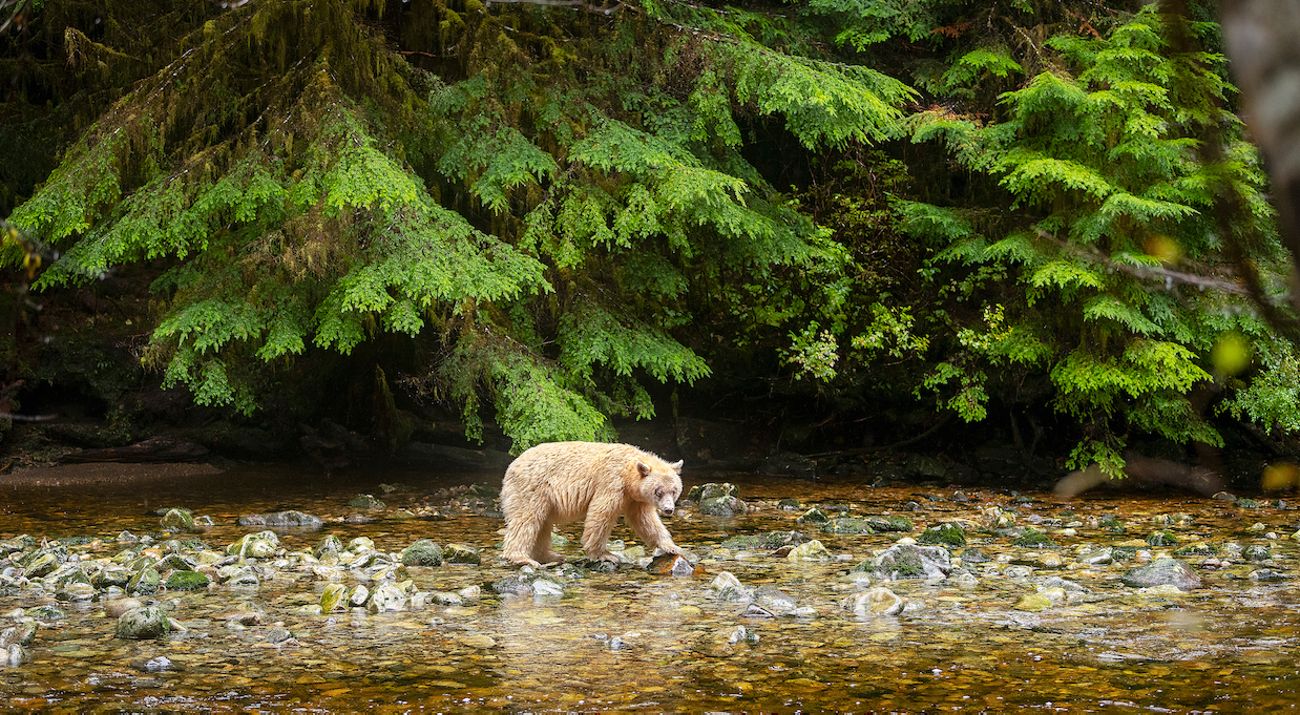 Forest Immersion: Destinations Rooted In Nature And Stillness
