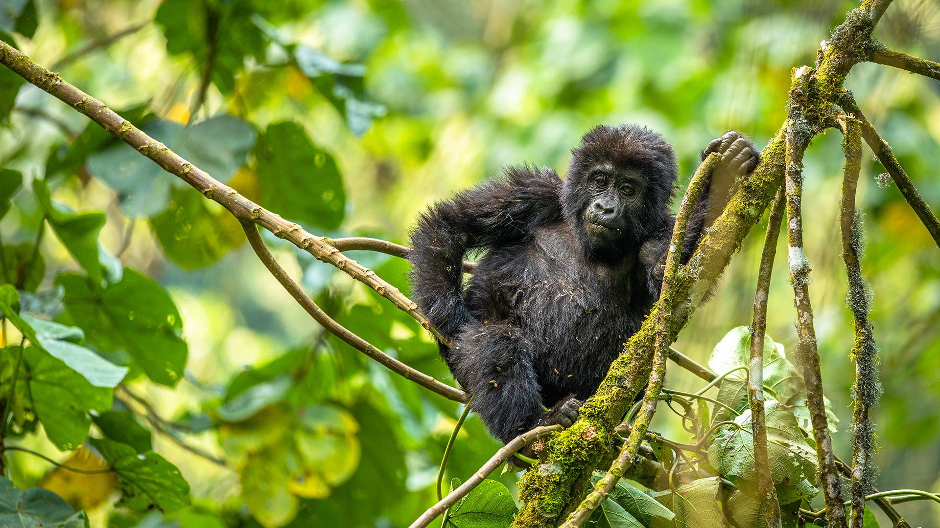 Forest Immersion: Destinations Rooted In Nature And Stillness