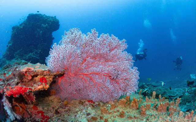 Where the Current Leads: Two Unmarked Reefs Redefine Diving at Manami Resort