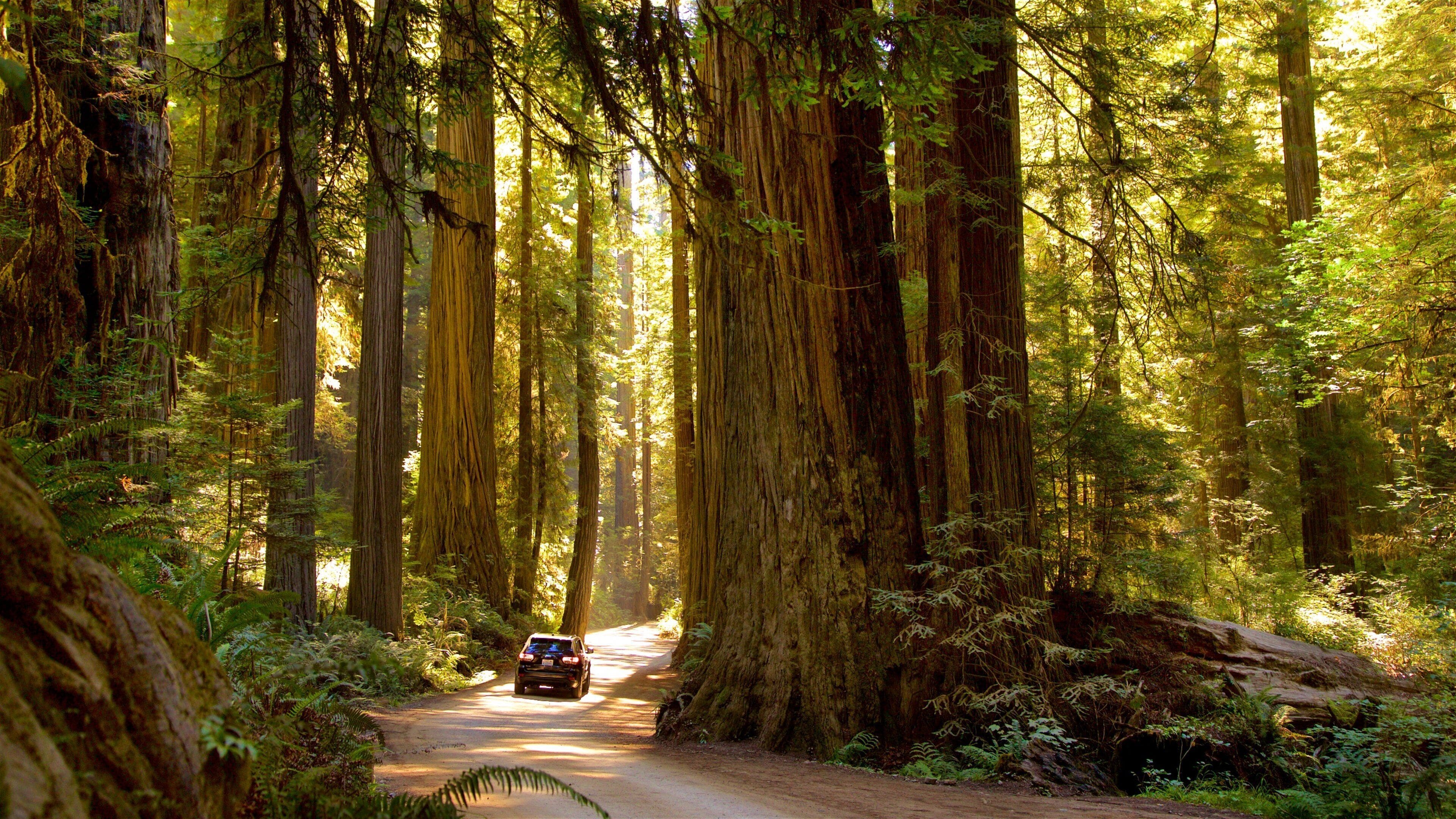 Forest Immersion: Destinations Rooted In Nature And Stillness