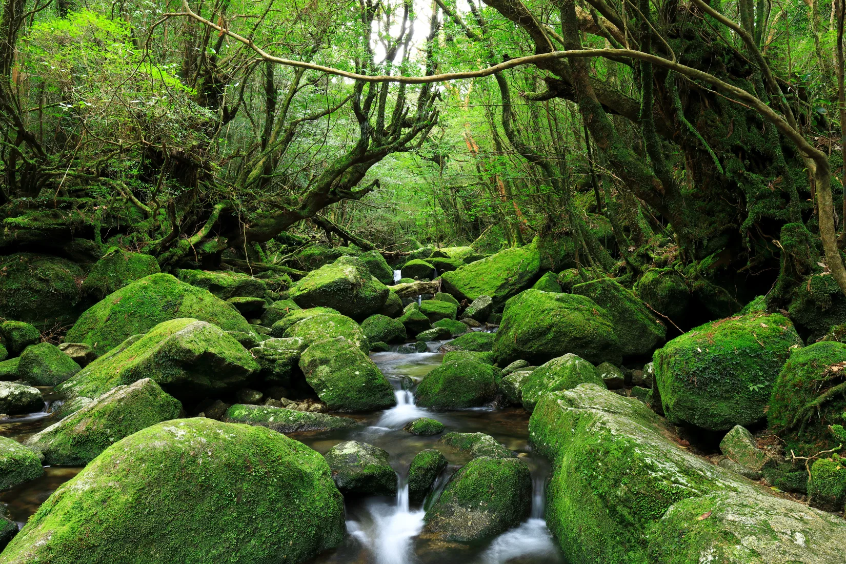 Forest Immersion: Destinations Rooted In Nature And Stillness
