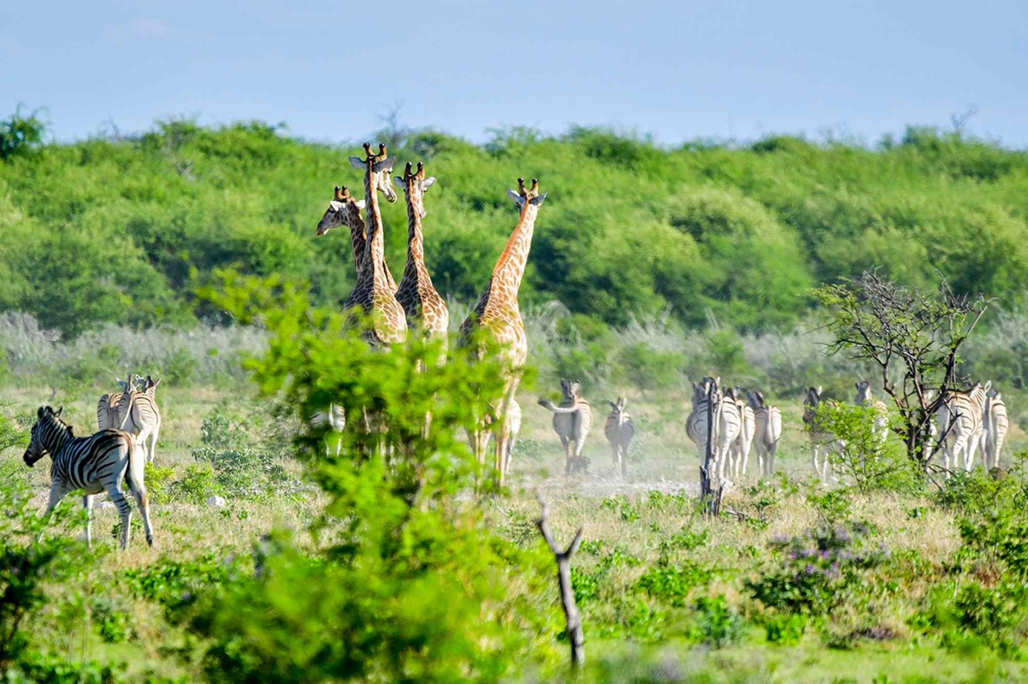 Where the Termite Mounds Teach You to Dine Among the Stars