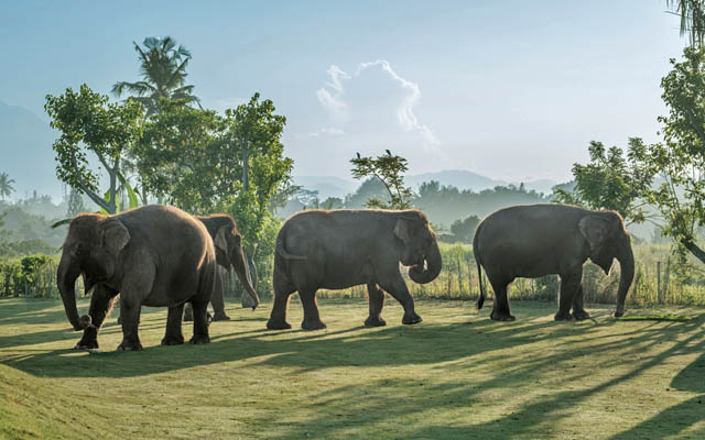 Bali Zoo Trades Elephant Rides for Ranger-Led Encounters in Welfare Pivot