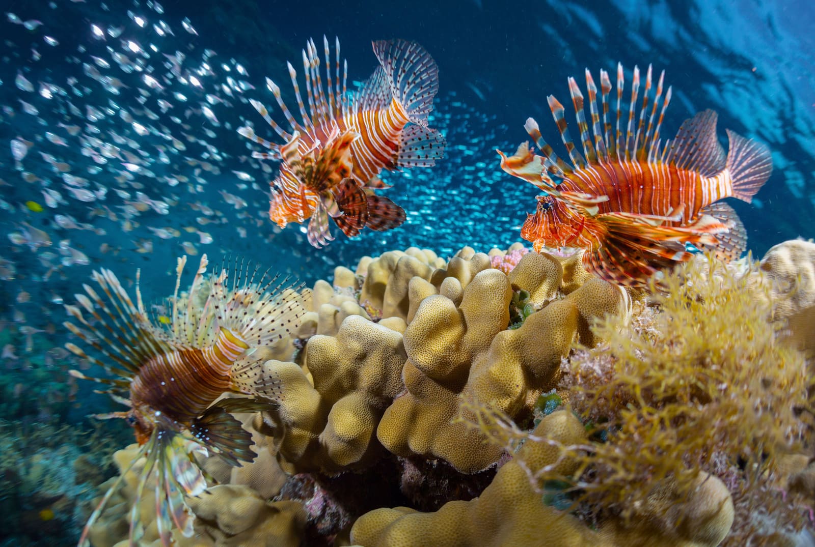 The Delicate Art of Eating Your Way Through an Invasion