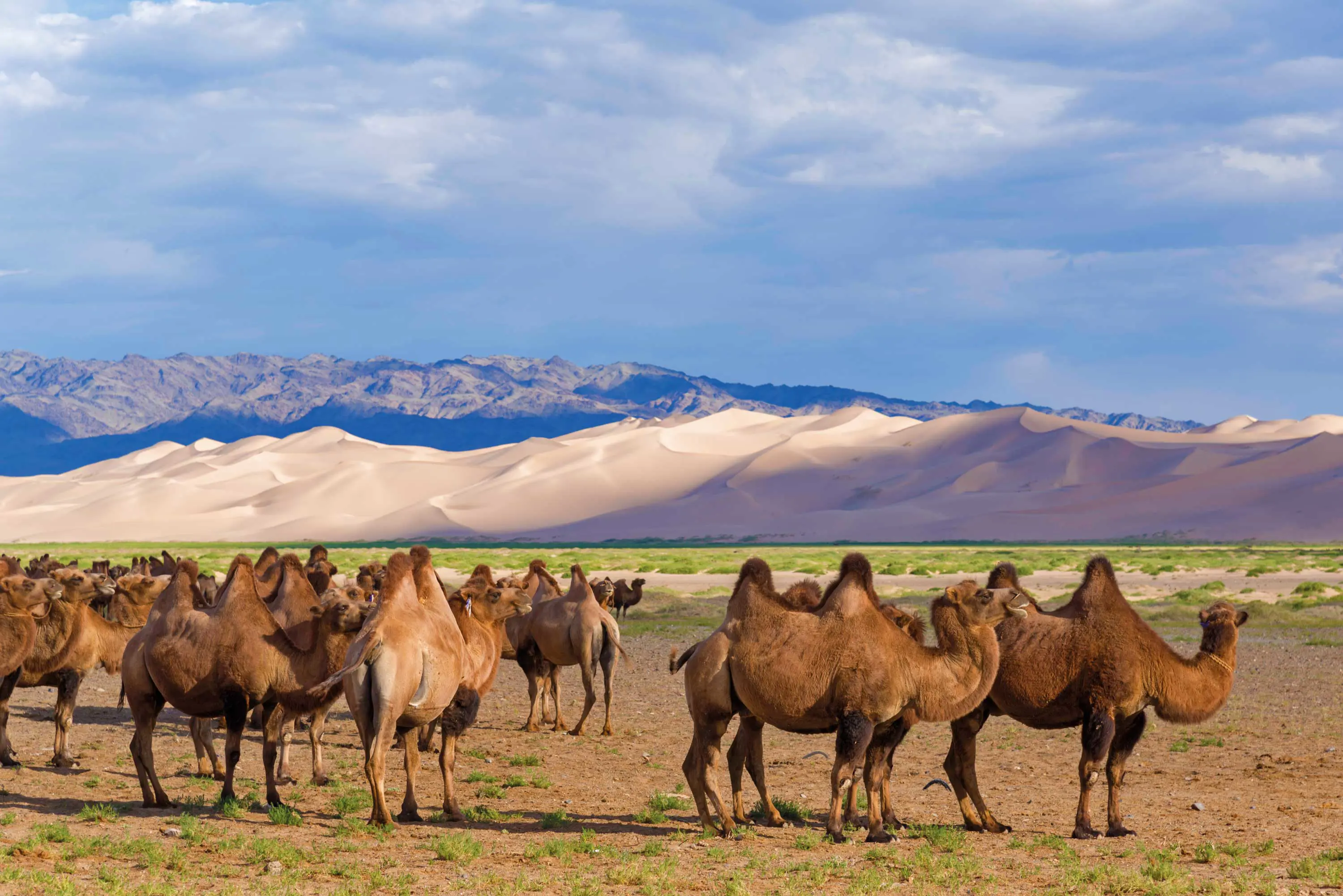 Gobi Desert, Mongolia: Where Silence Becomes The Landscape