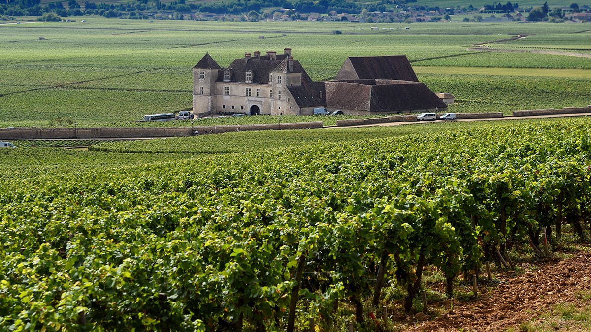 The Cellar Door Opens: Why Collectors Now Crave the Vineyard, Not Just the Vintage
