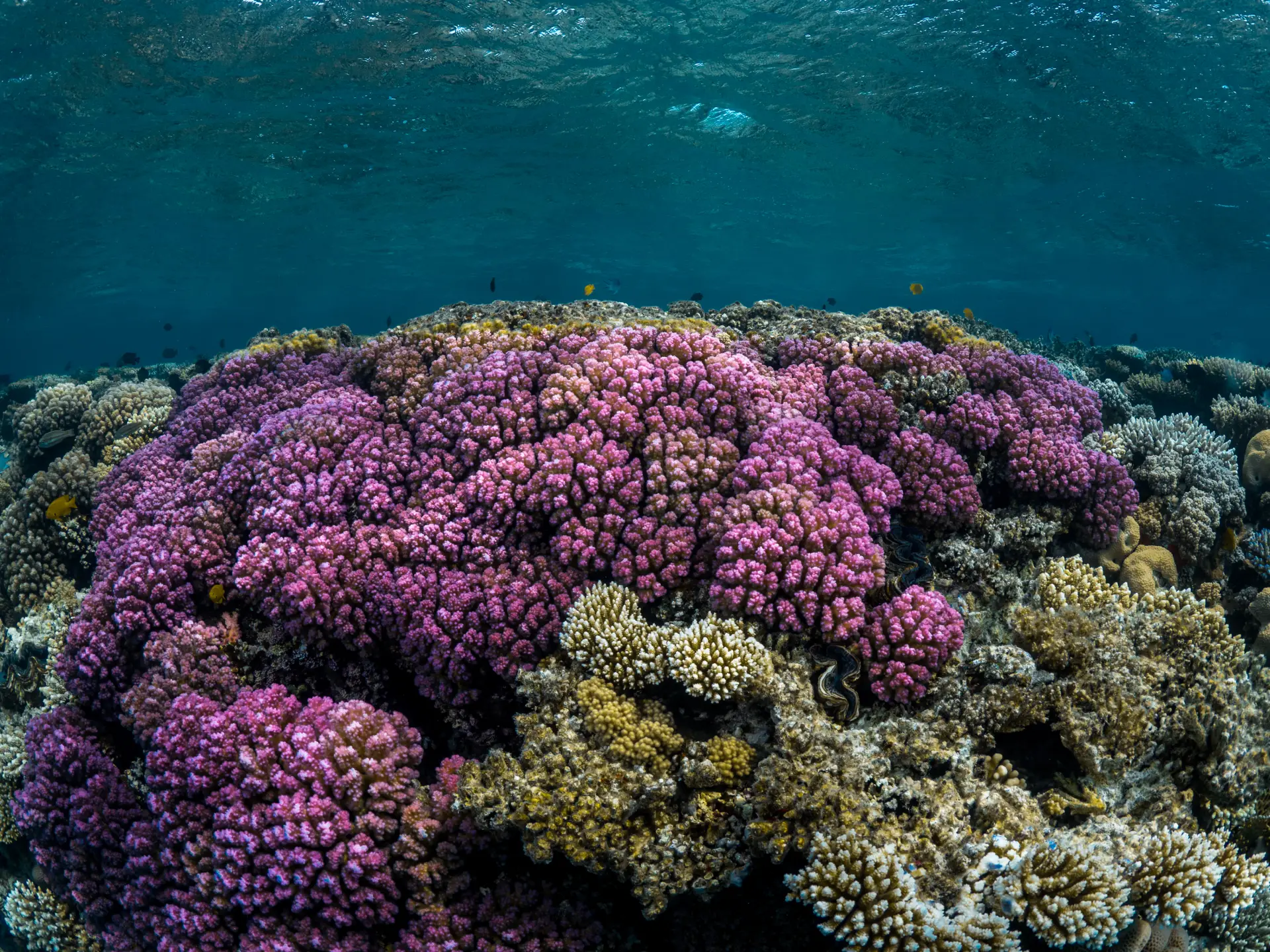 Red Sea Coast, Saudi Arabia: A New Chapter For Pristine Waters
