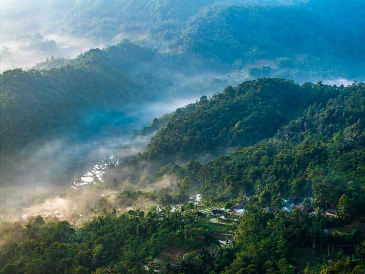 Indonesia Tests Biodiversity Credits Amid Warnings of Market-Driven Conservation Risks