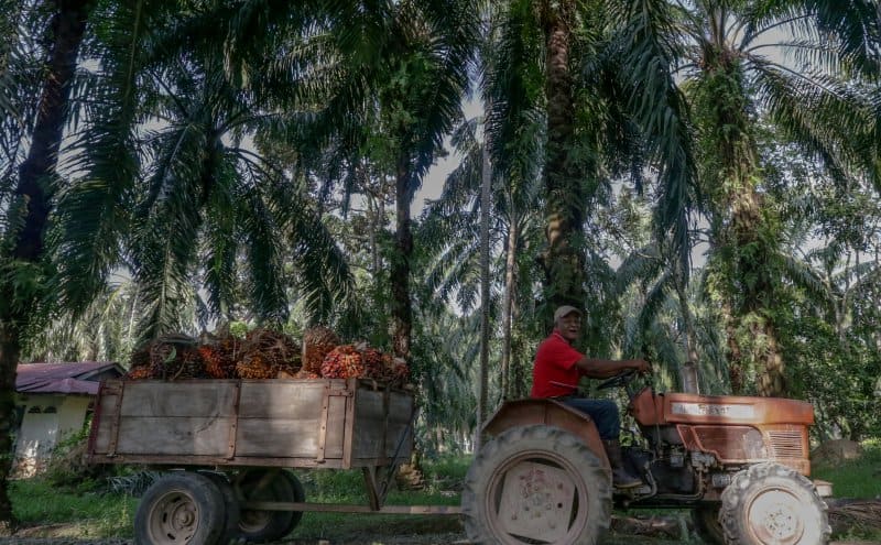 Malaysia's FGVPI Sets Billion-Ringgit Target Amid Business Model Overhaul