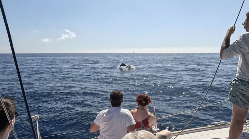A Marine Biologist's Quiet Campaign to Rethink Dolphin Tourism in Malta