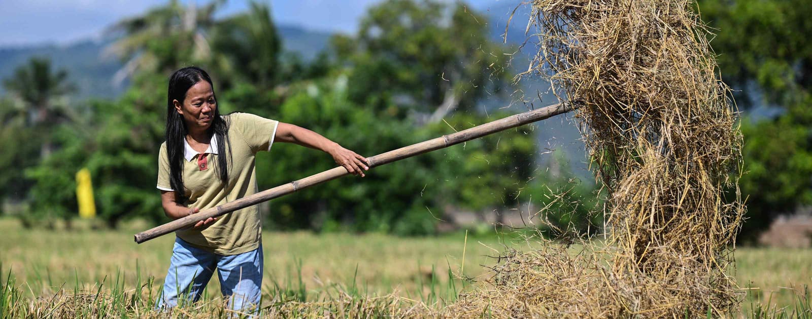 Philippine Farmers Cut Methane Emissions With Water-Saving Rice Technique