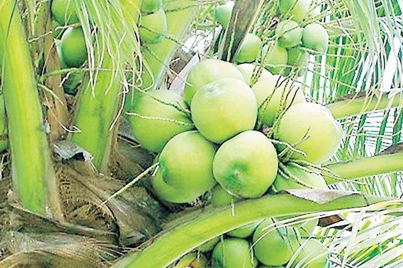 Philippines Eyes Second Straight Year of Record Coconut Exports