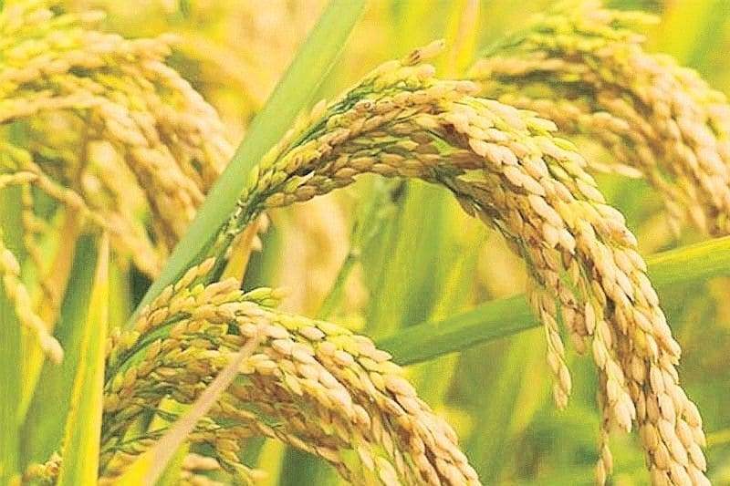 Philippines Farm Output Rebounds 2.9% in Q2 as Rice Harvest Hits Record