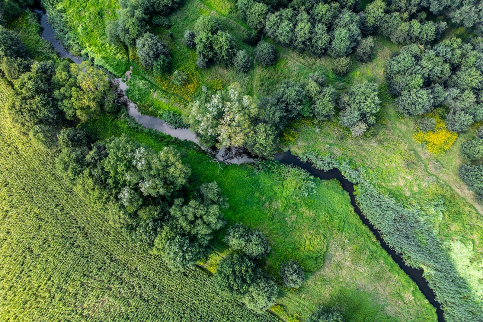 Poland Shields Urban Forests to Give City Dwellers More Green Space