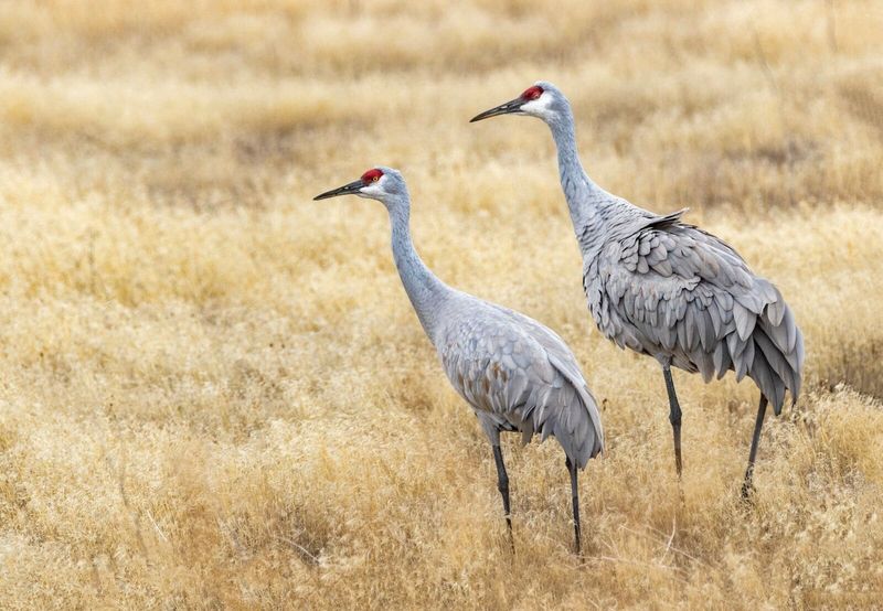 When Prehistoric Birds Take Over California Wine Country