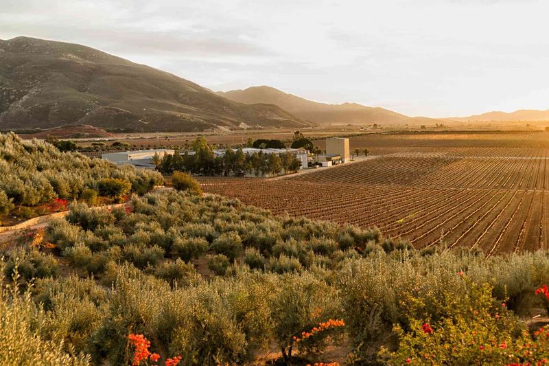 Where Baja's Desert Meets the Vine