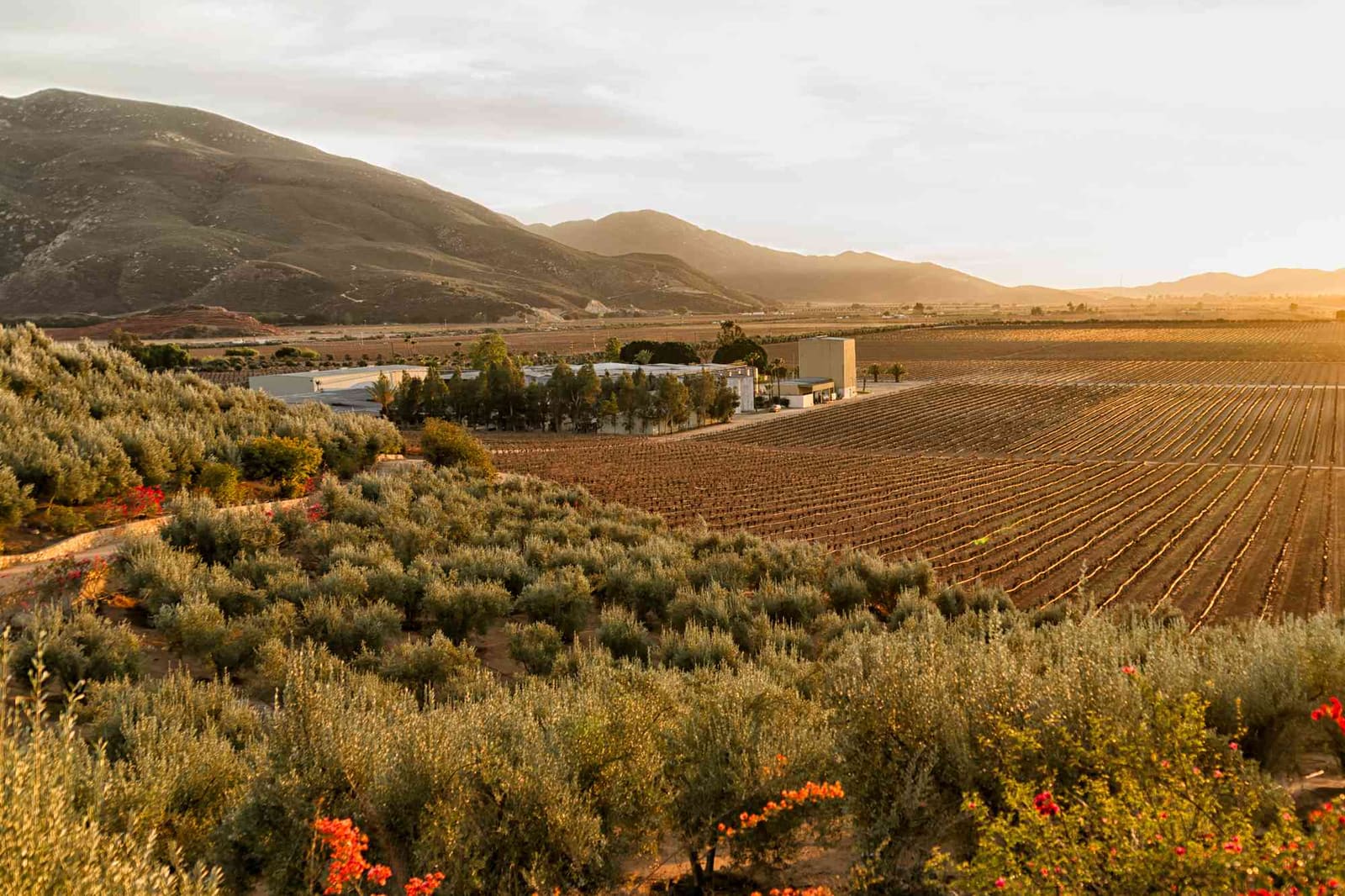 Where Baja's Desert Meets the Vine