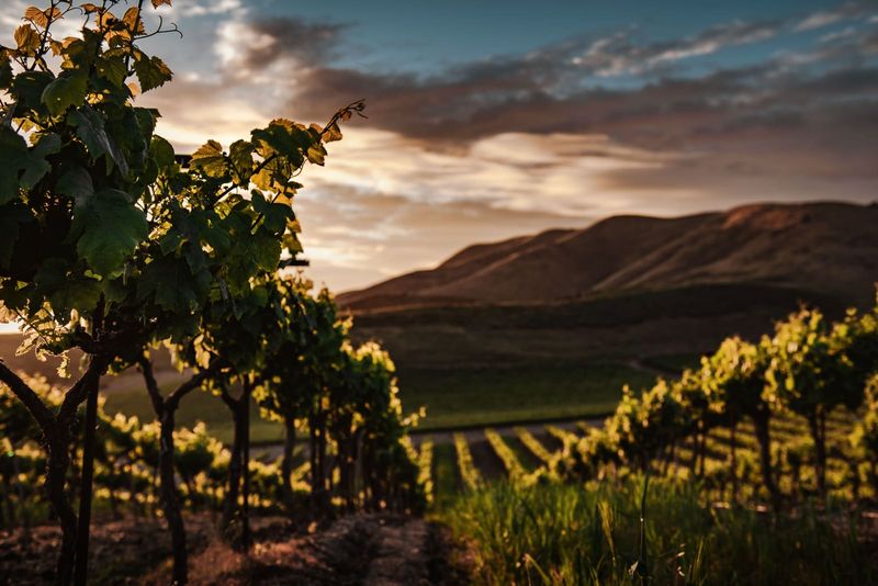 Virginia's Wine Country Writes Its Own Story