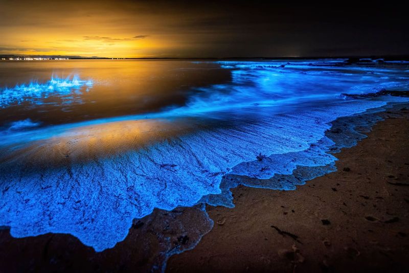 Where Living Light Turns Oceans Into Night Skies
