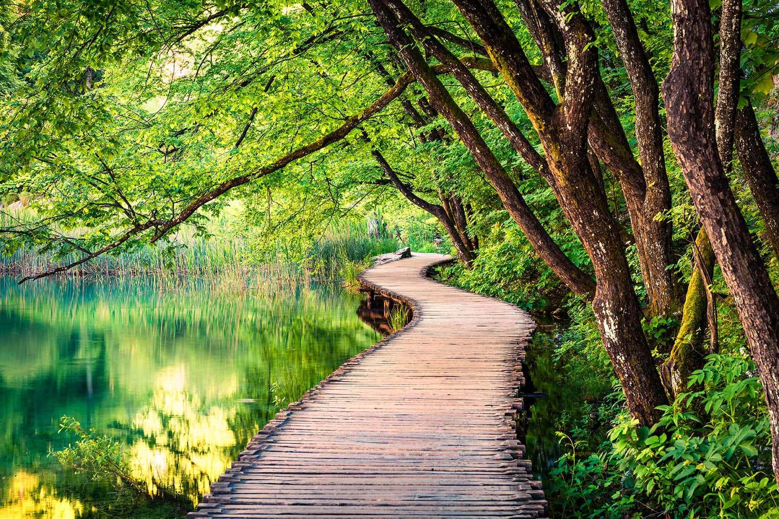 Where the World Still Breathes Green