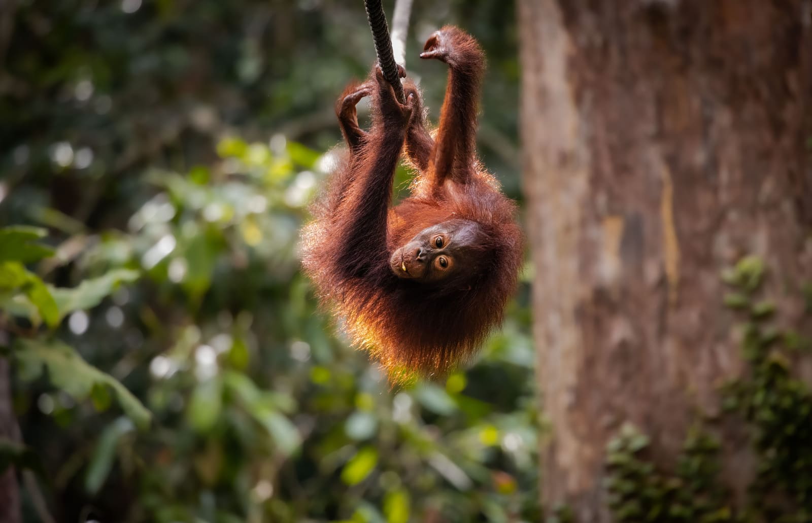 Why Your Next Trip Should Fund Conservation, Not Just Consume It
