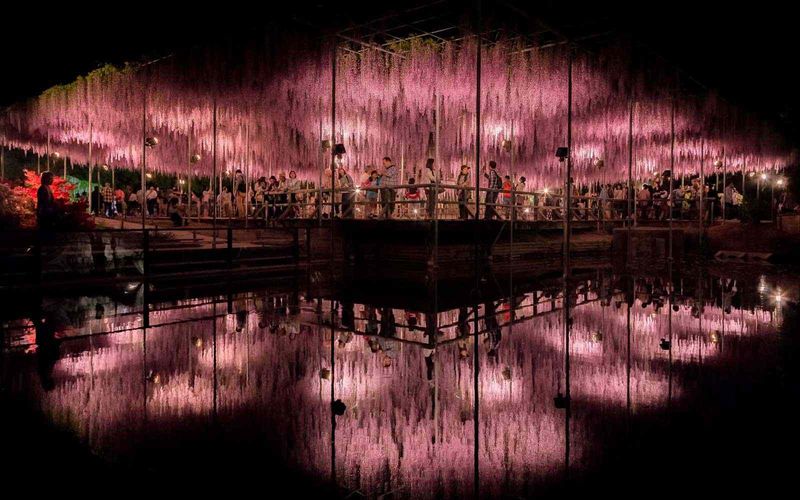Wisteria Season Rewrites Japan's Spring Calendar